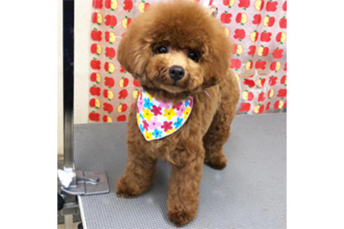 販売中のチワプー:チワワ×トイプードルの親犬